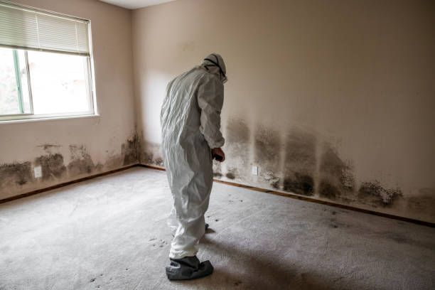 Best Mold Removal for HVAC Installations  in Sparta, NC